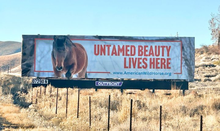 Untamed Beauty Lives Here billboard installed roadside